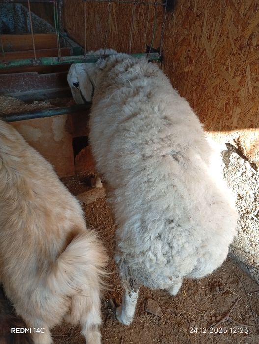 Бугоз экиззой куй сотилади тезда семиз соглом чиройли хонаки сифатли !