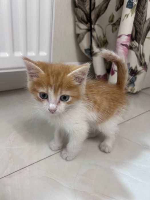 Котенок, 3-4 недели