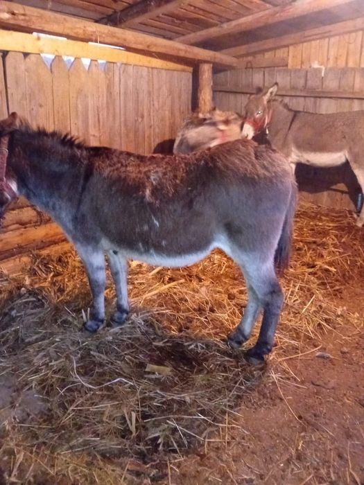 Vând sau schimb caii si măgari