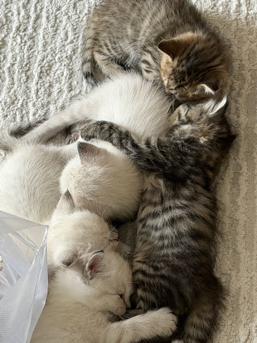Кошки приученые