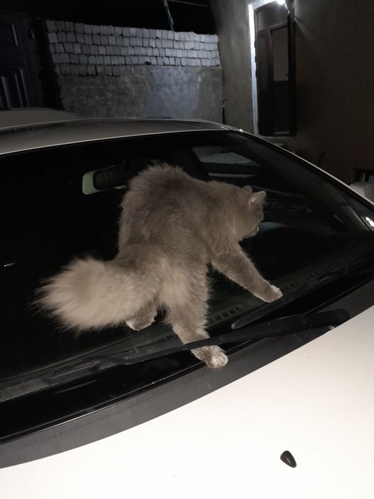 Vyazka mushuk scotish straight britanskiy