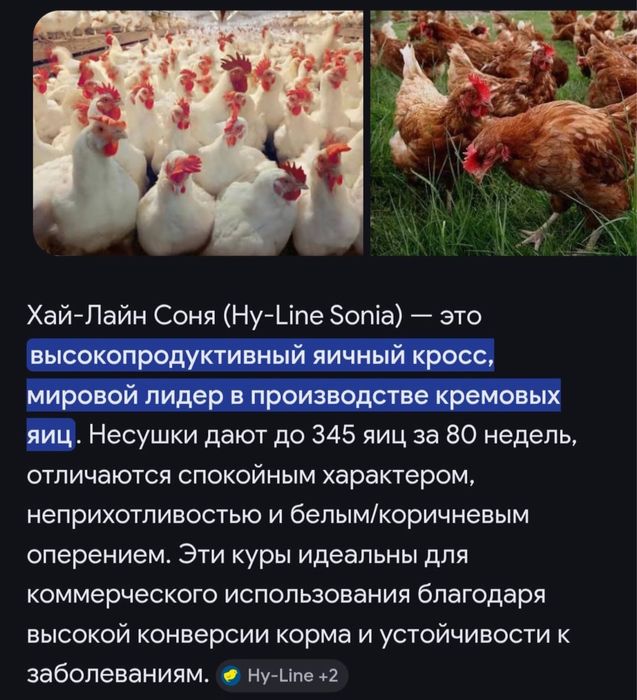 Цыплята несушки