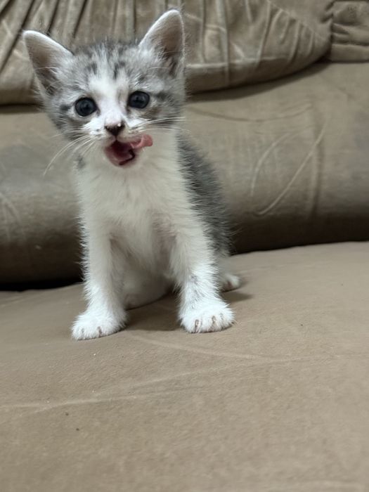 Отдам котят бесплатно