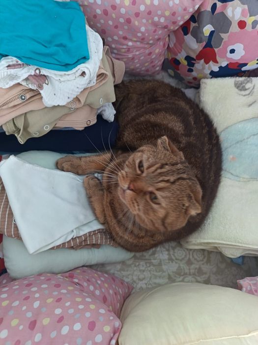 Отдаю кота кострирован *