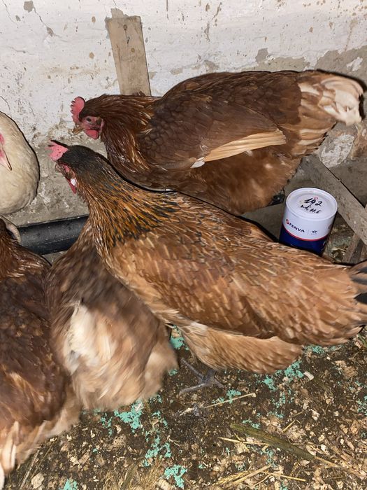 Куры,тауық Ломан браун