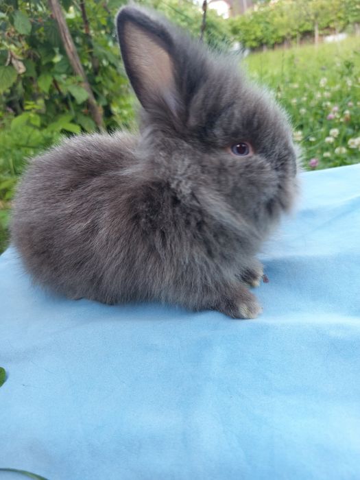 Iepuri pitici teddy,pui 7 saptamani