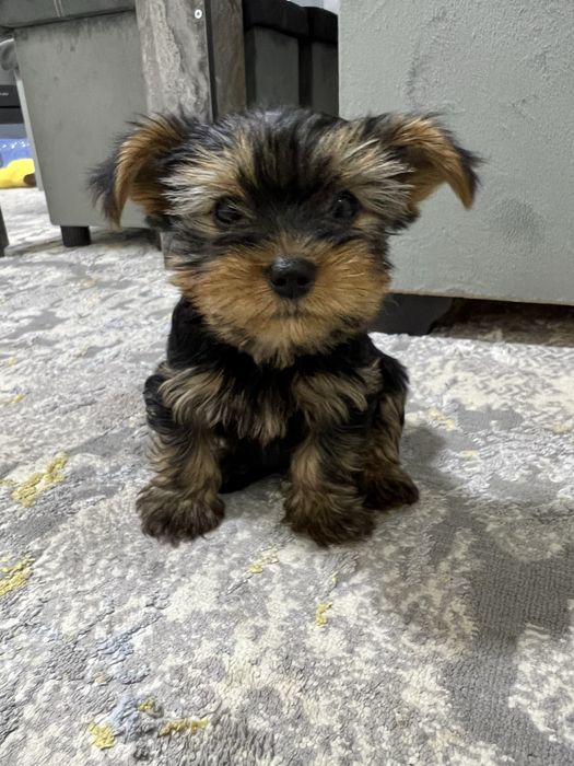 Продаются щенки йоршеского терьера