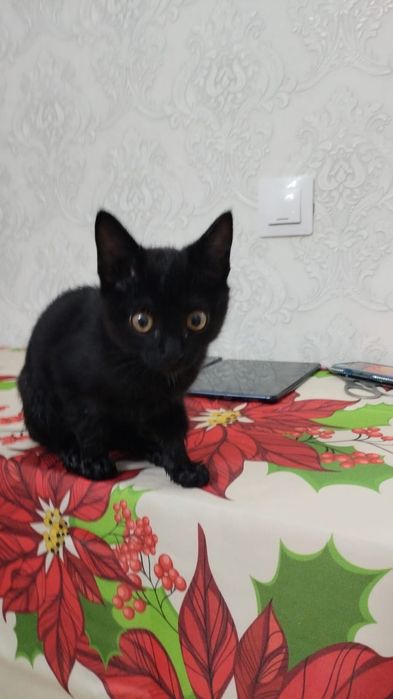 Отдам в хорошие руки котенка