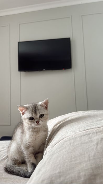 Котенок британец 3 мес