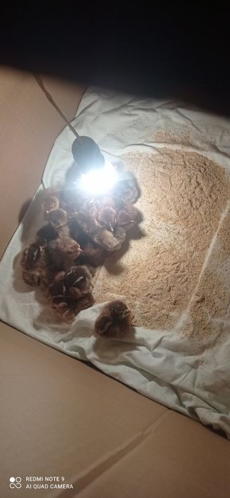 Ято катунски кокошки