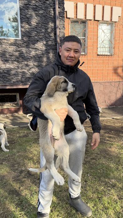 Алабай САО щенята  2,5 мес.