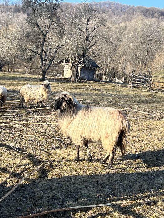 Oi tinere disponibile