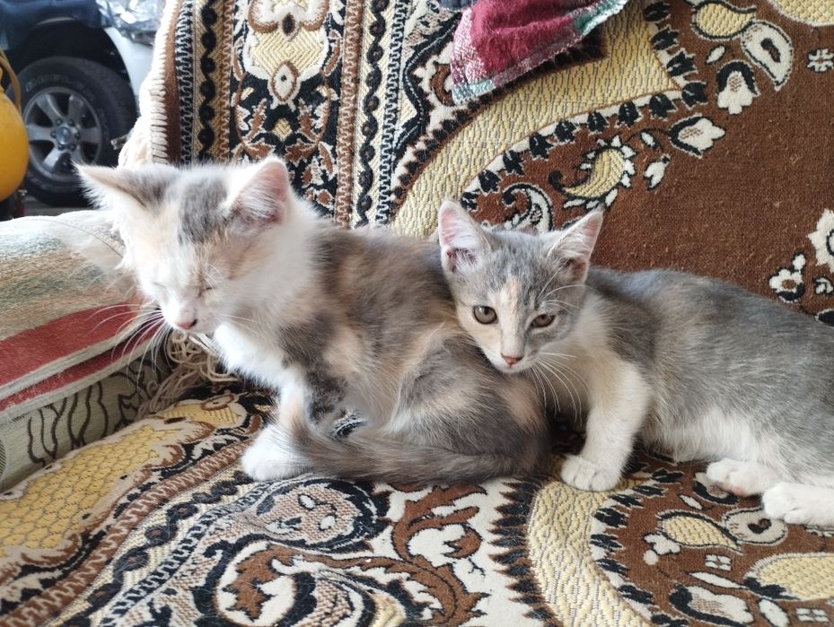 Отдам котят в добрые руки