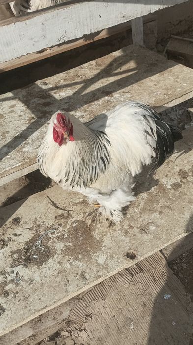 Брама светил СОТИЛАДИ