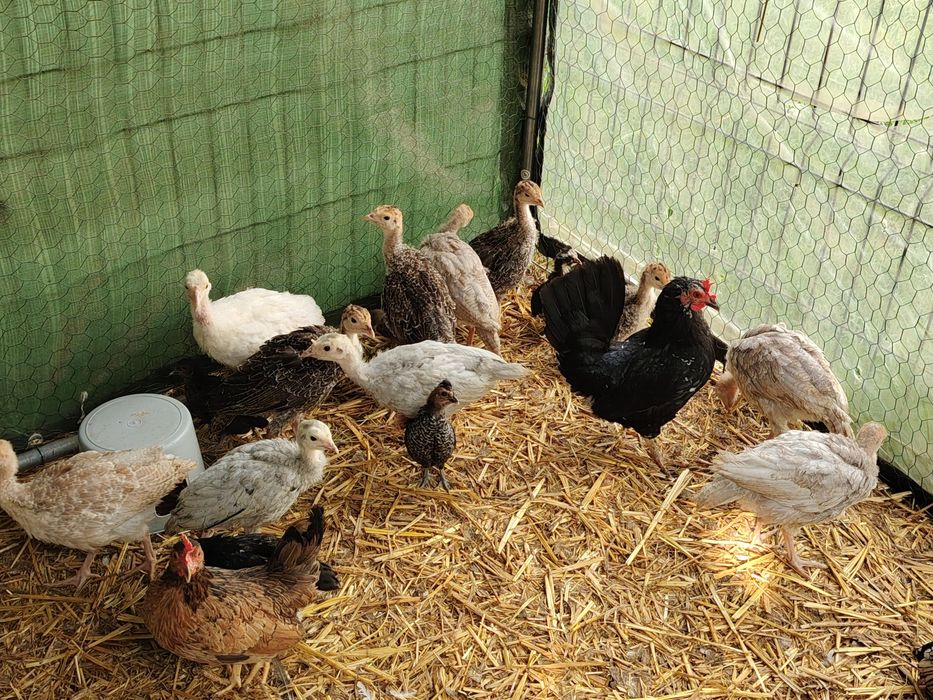 Vând lot 10 pui de curca țărănești