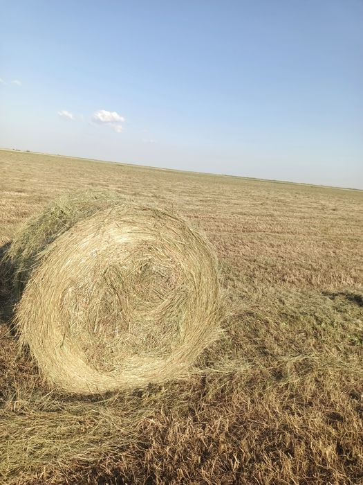 продам сено в рулонах