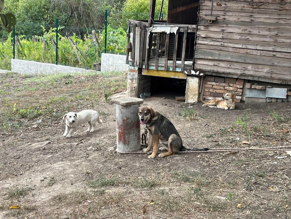 3 Кучета подарявам в чудесно здраве с ваксини кастрирани зона Русе