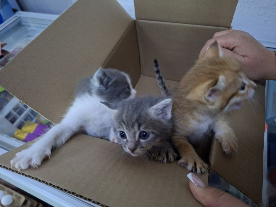 Котята бесплатно