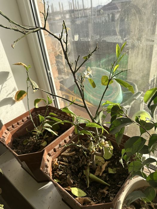 Продаются лимоны.