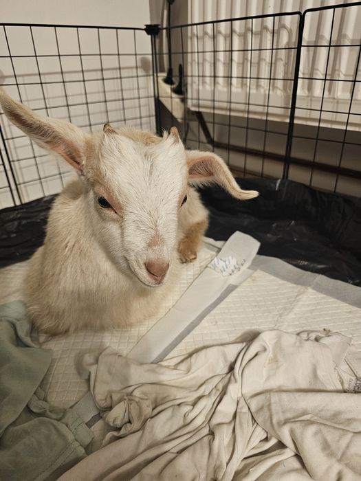 Ied de vânzare micuț