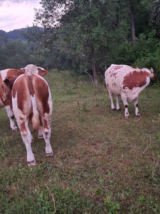 Vând vițel bun și mare