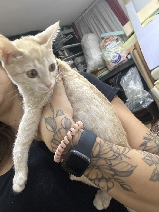 Отдам котенка в добрые руки