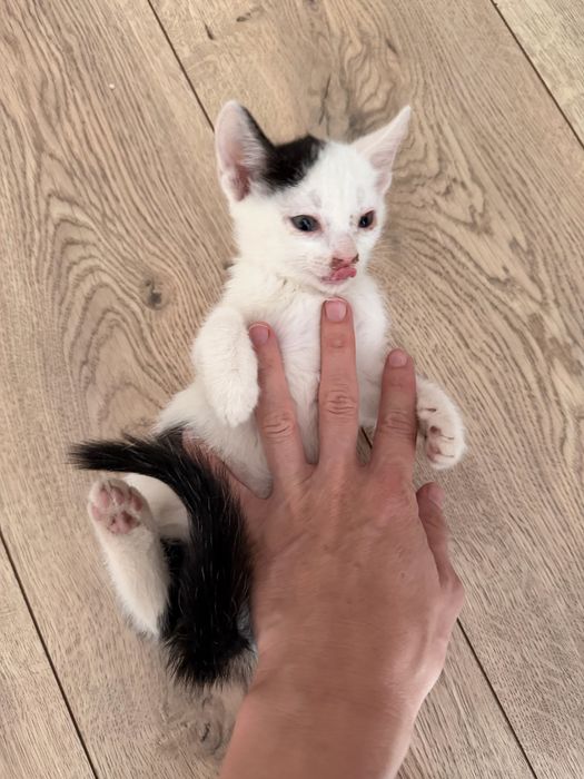 Отдам котенка мальчики