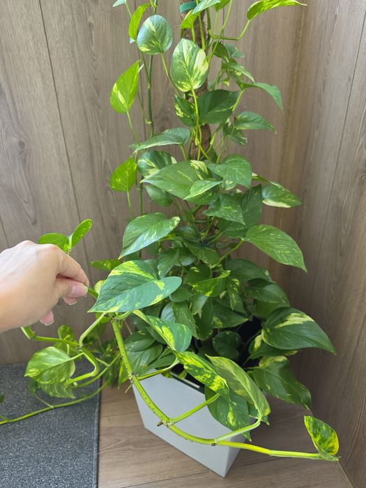 Отростки Эпипремнум золотистый (Epipremnum aureum)