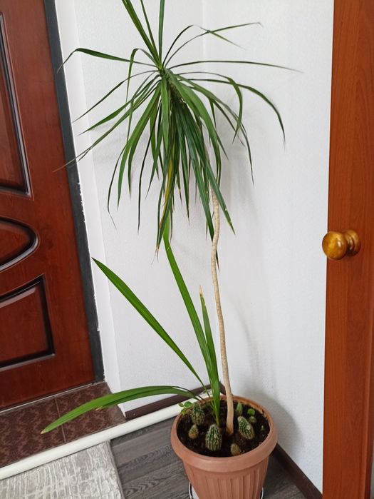 Продаются комнатные цветы