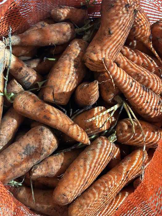 Продам морковь некондиция