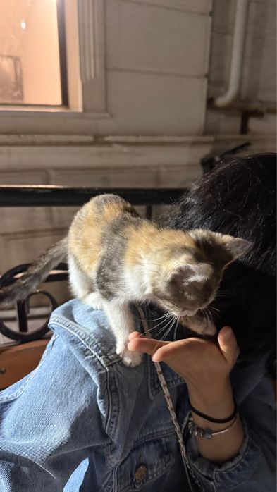 Отдам котенка в хорошие руки