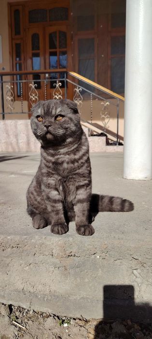 Продается кот Порода Шатланская визлаухый кот