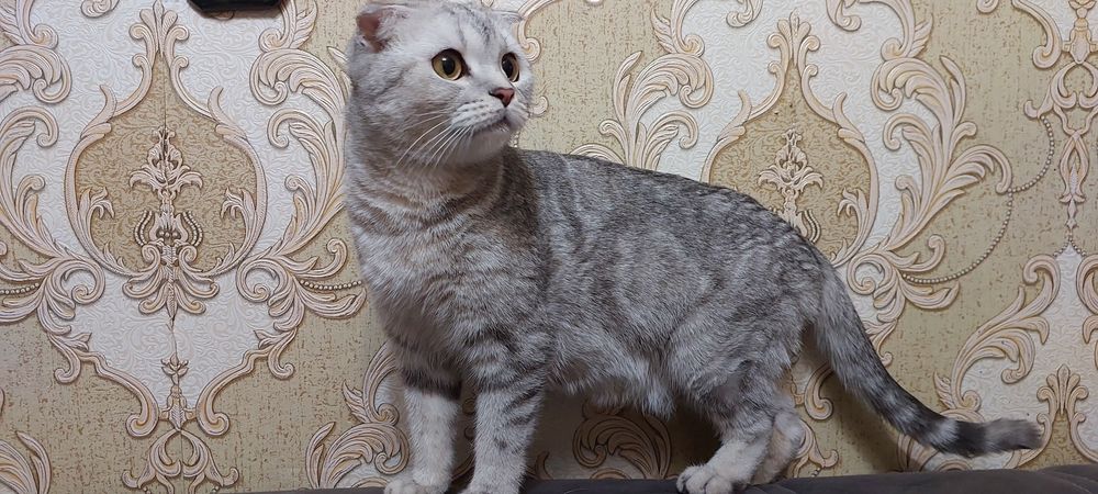 Готовятся к продаже котята