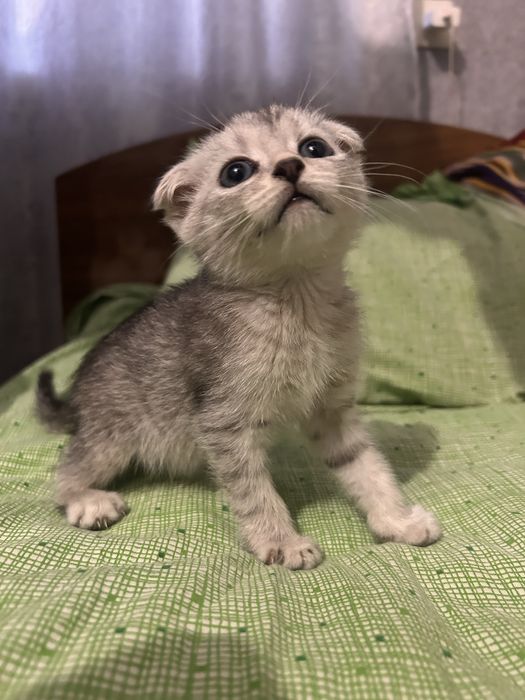 Продам котенка мальчик шустрый