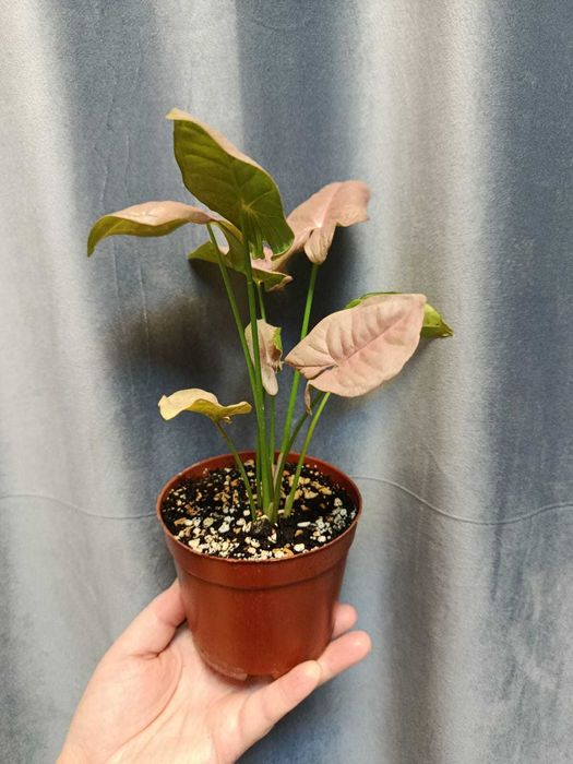 Сингониум Пинк в горшке с грунтом