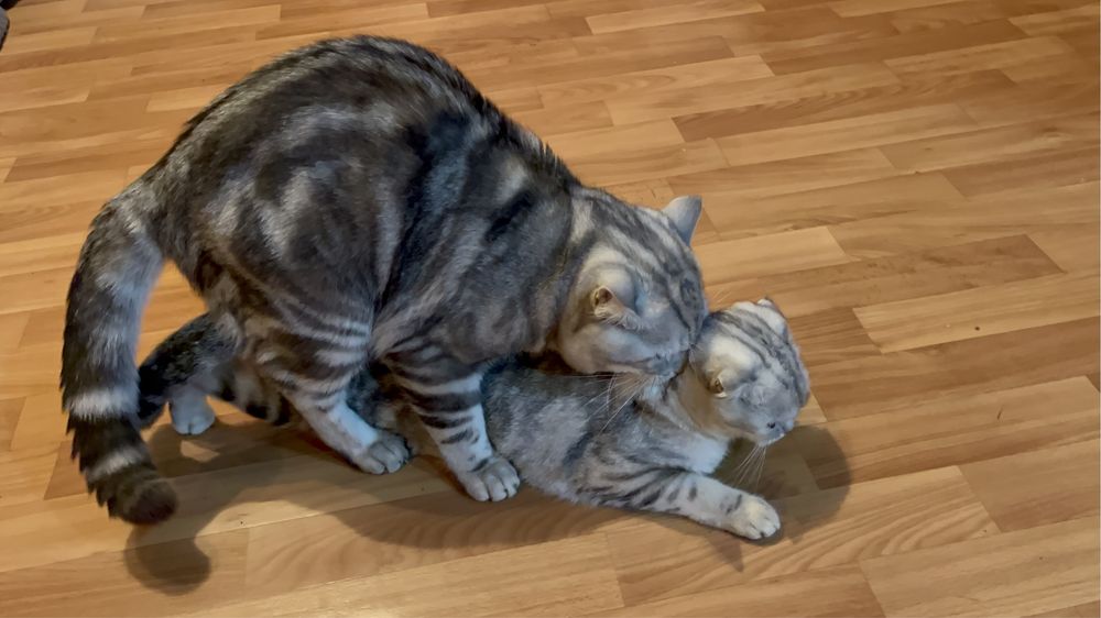 Вязка. Шотландец (скоттиш-страйт)