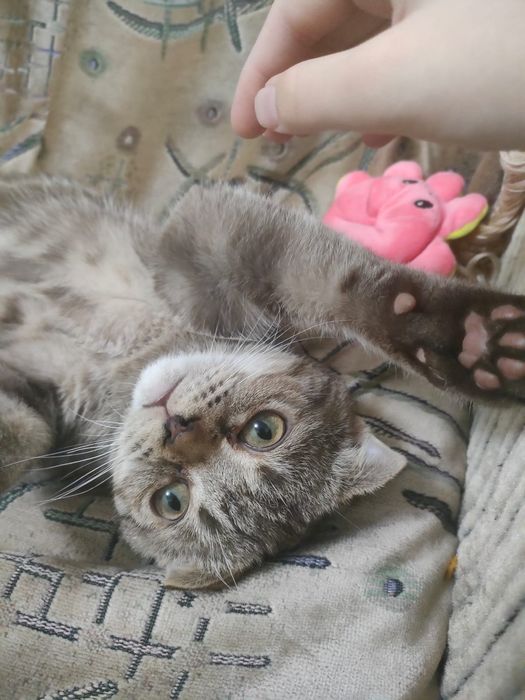 Отдадим в хорошие руки