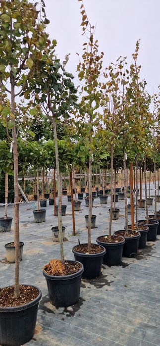 Prunus pisardi- Tei de floare- Arțar crimson King