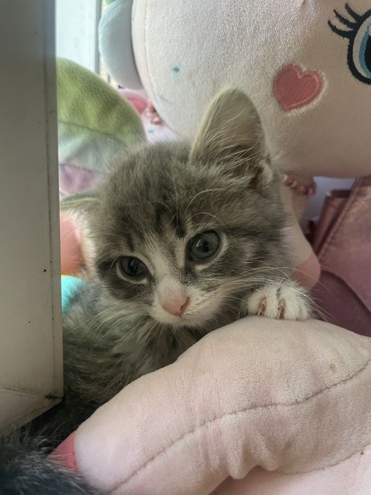 Отдам котенка в доьрые руки