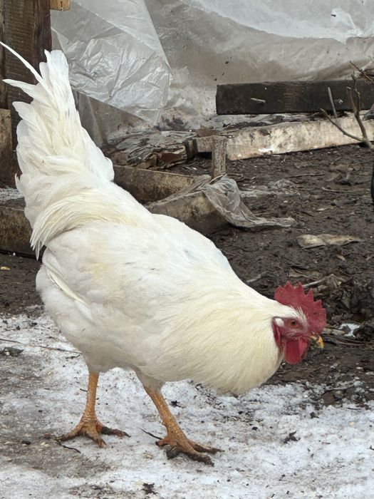 Белые  черные куры  петухи  доставка