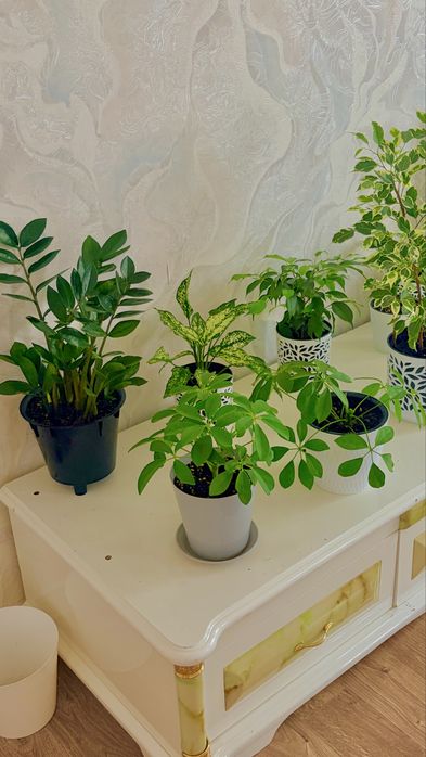 Продаеться цветы