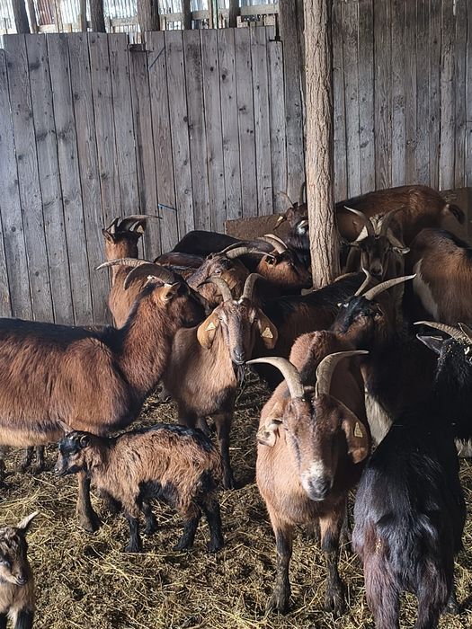 Capre metis de alpina