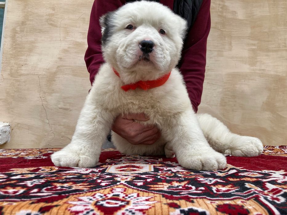 Щенок Алабая ( Супер Гигант )