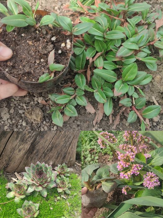 Растения для сада многолетние