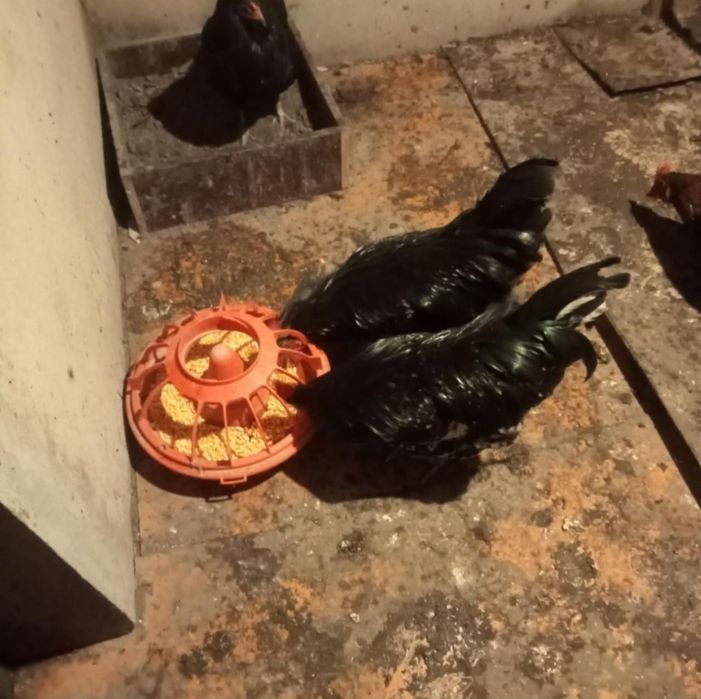 Петухи молодые продам