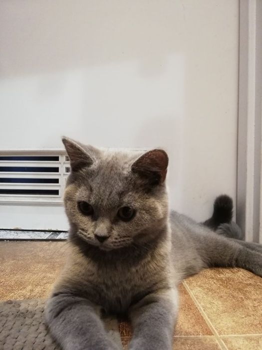 Продам британскую кошку