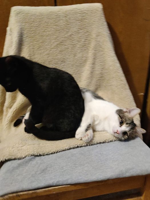 Котята девочки ! !