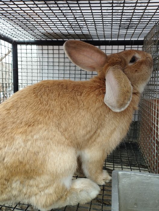 Продается кролик