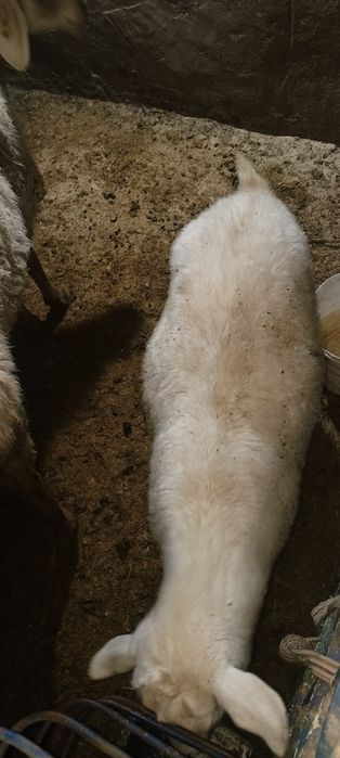 Echki sotiladi sog'lom