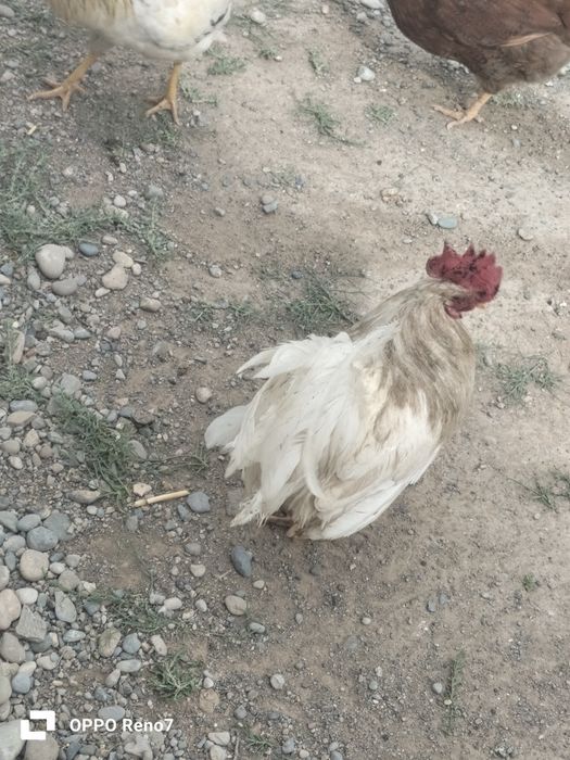 Қораз  сатылады.